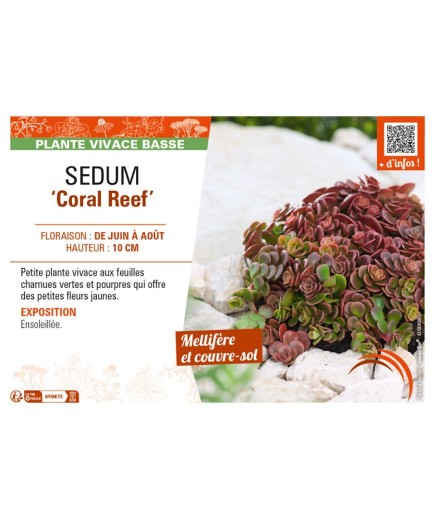 SEDUM (tetractinum) Coral Reef