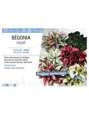 BÉGONIA ROYAL