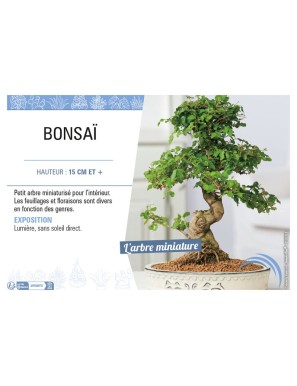 BONZAÏ
