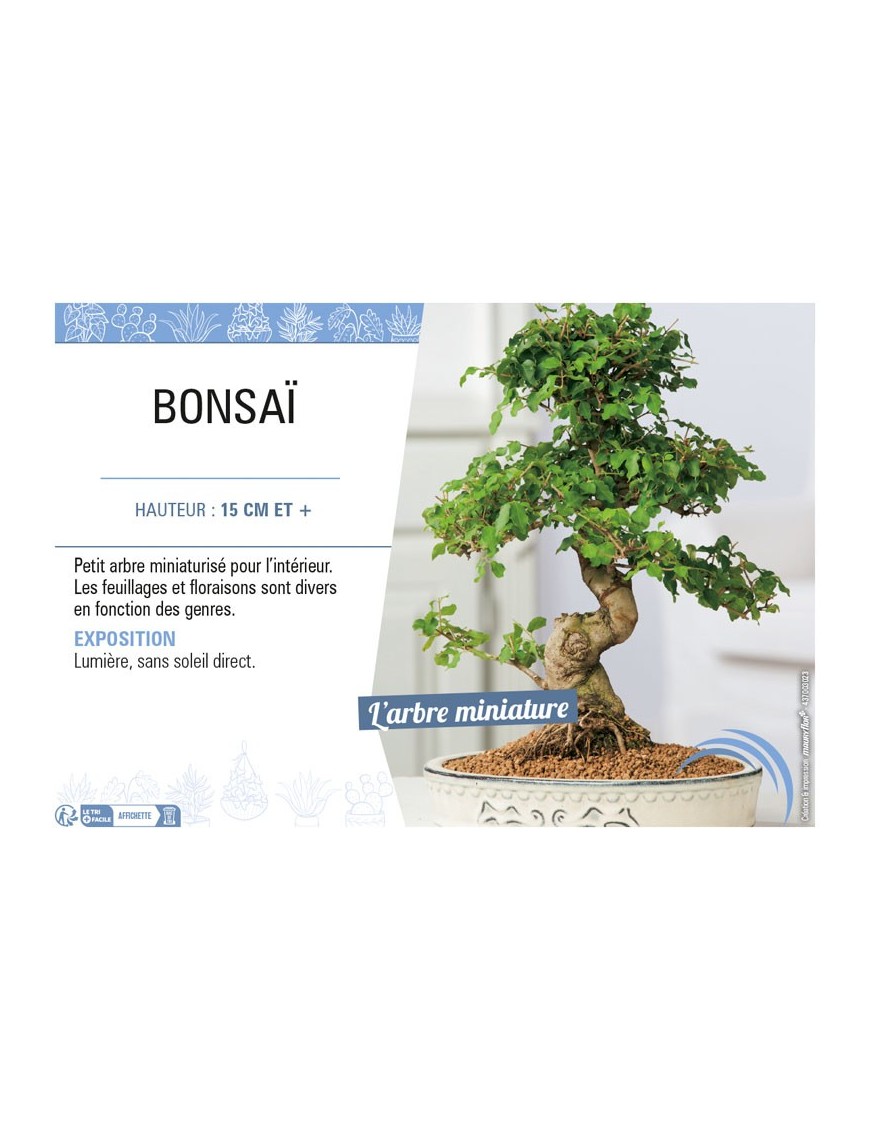 BONZAÏ