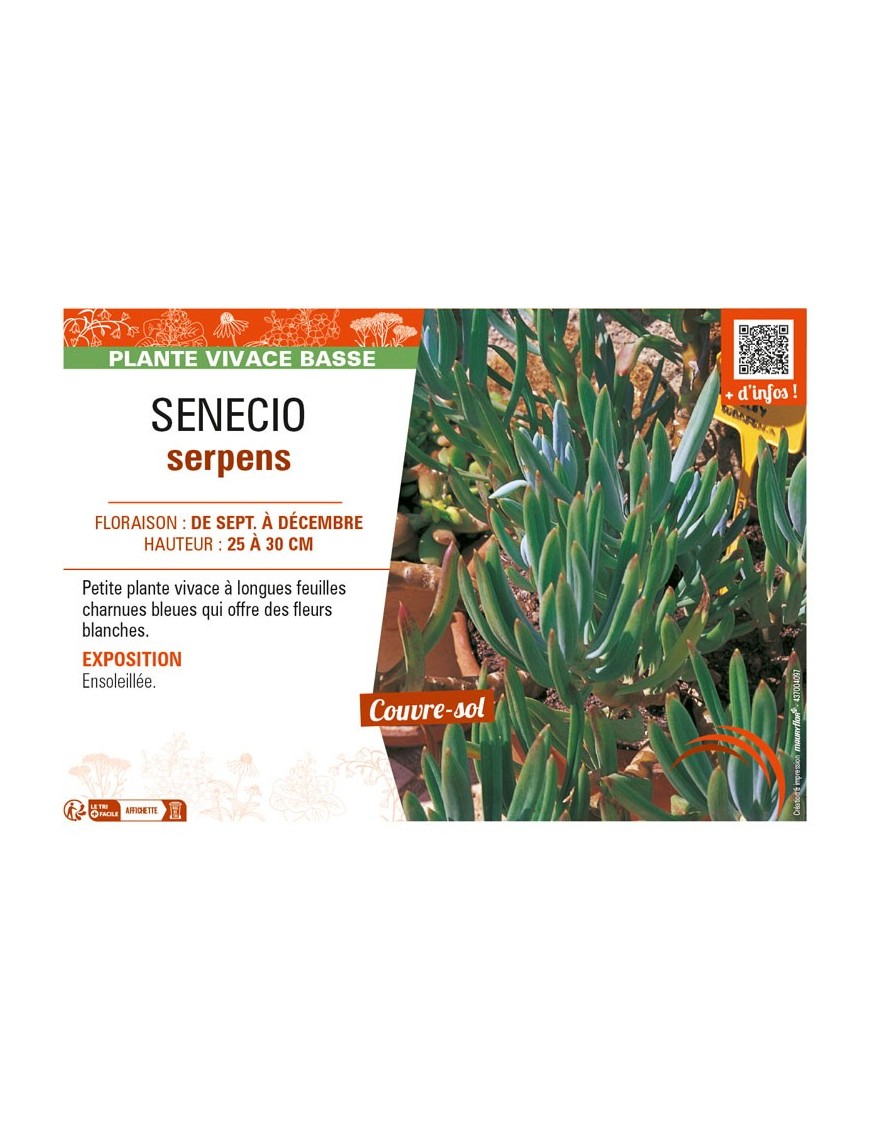 SENECIO serpens
