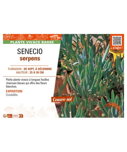 SENECIO serpens