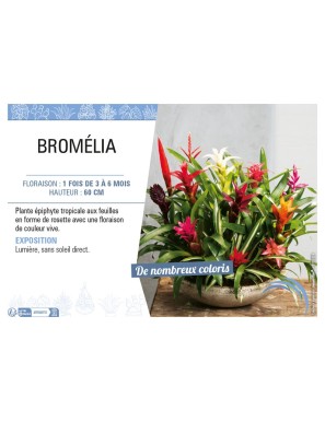 BROMÉLIA