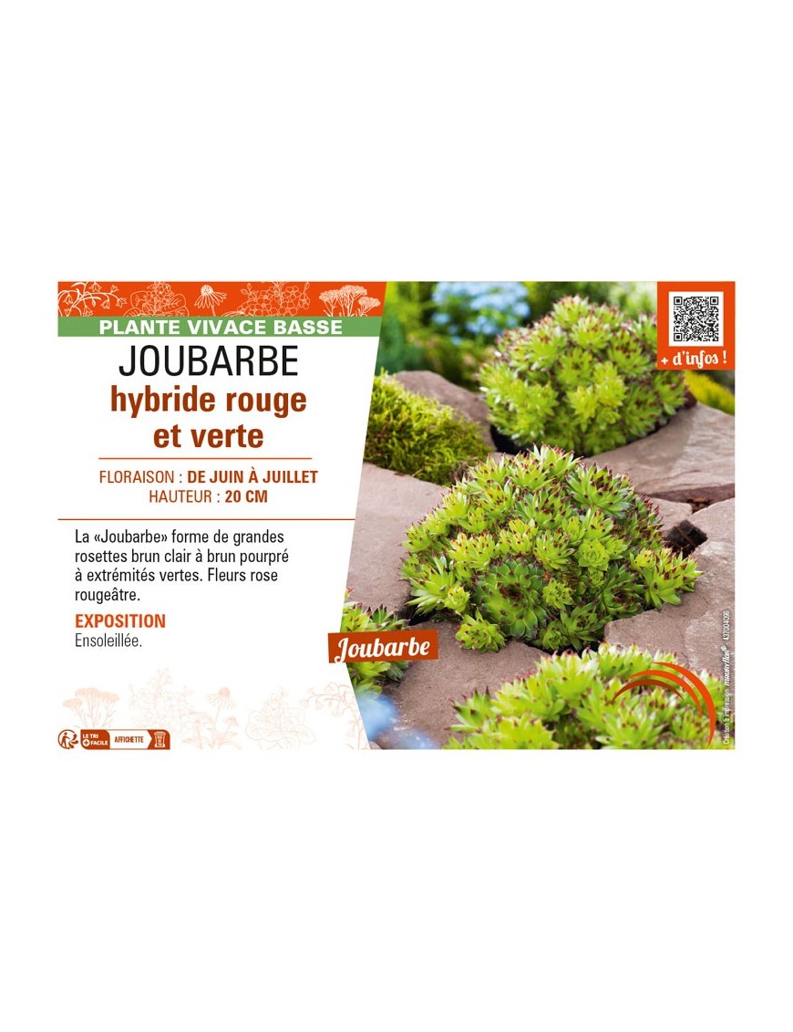 SEPERVIVUM Commander Hay voir JOUBARBE hybride rouge et verte