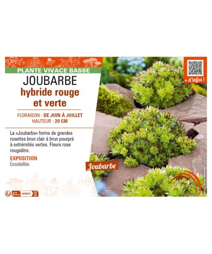 SEPERVIVUM Commander Hay voir JOUBARBE hybride rouge et verte