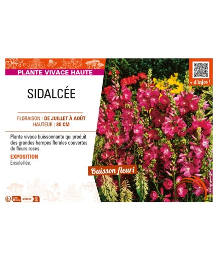 SIDALCEA malviflora voir SIDALCÉE