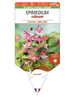 EPIMEDIUM RUBRUM (rouge)