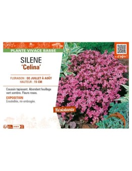 SILENE (pendula) Celina