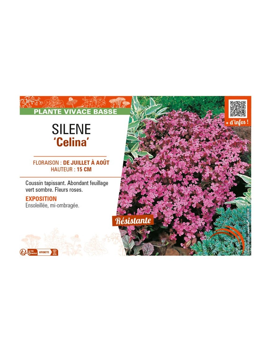 SILENE (pendula) Celina