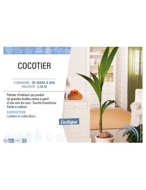 COCOTIER