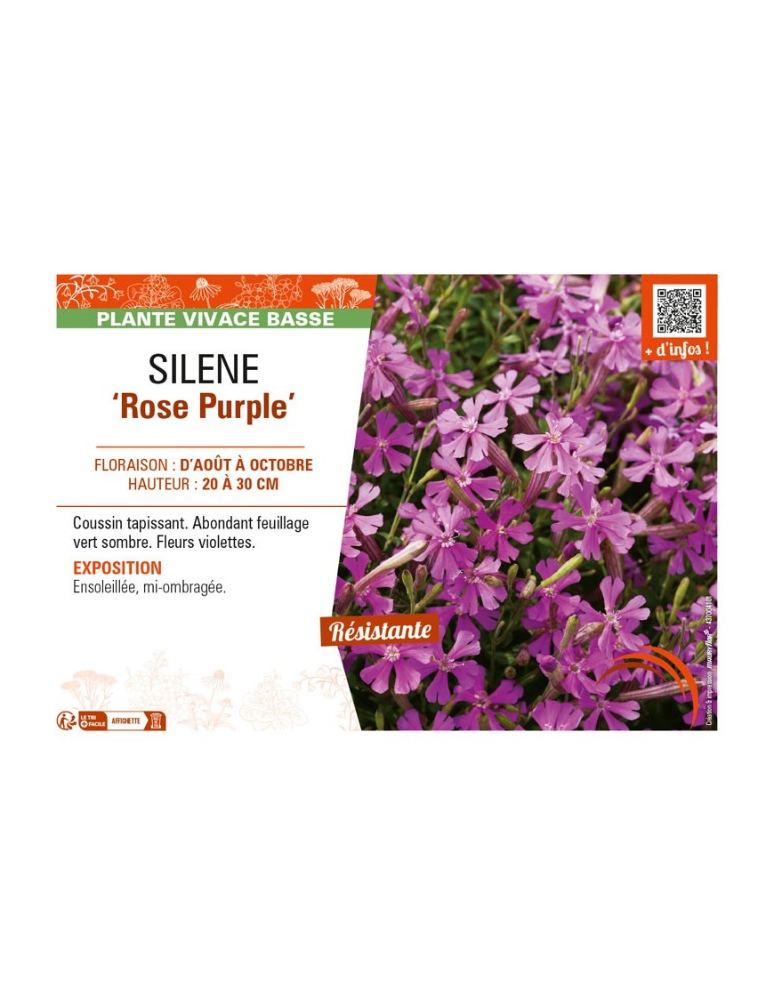 SILENE (schafta) Rose Purple