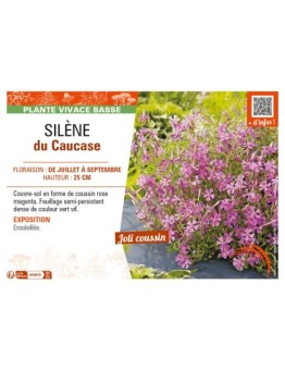 SILENE schafta voir SILÈNE du Caucase