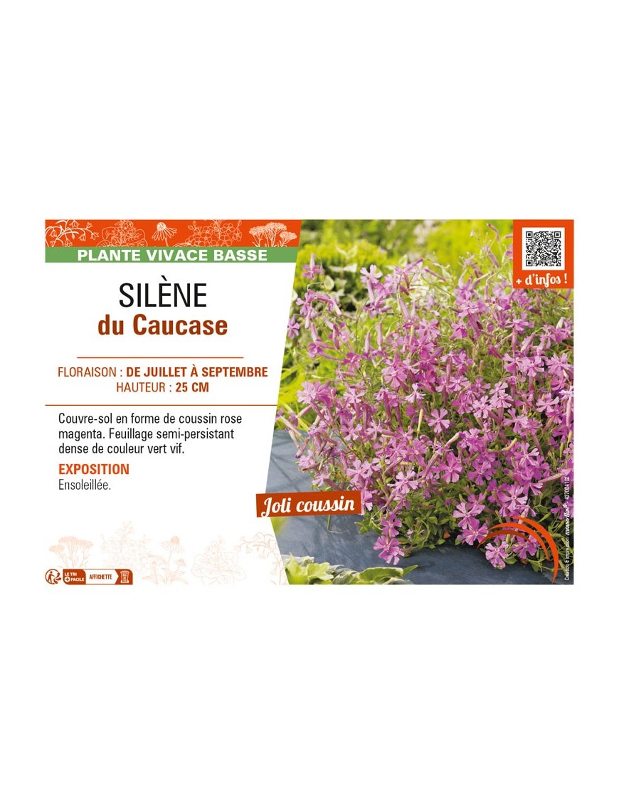 SILENE schafta voir SILÈNE du Caucase