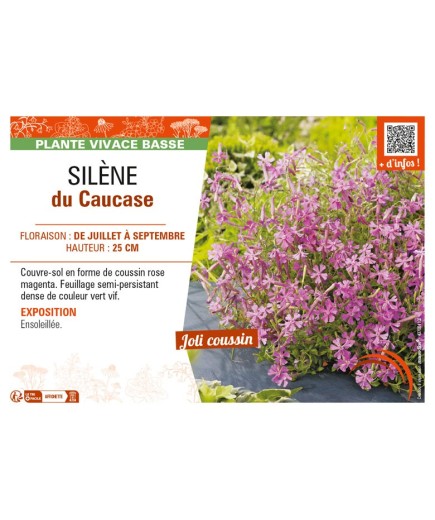 SILENE schafta voir SILÈNE du Caucase