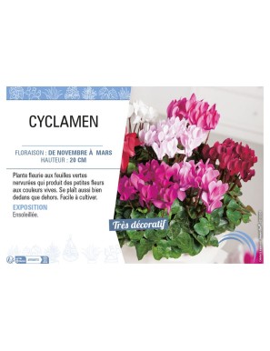 CYCLAMEN