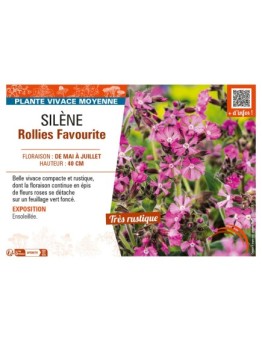 SILÈNE ROLLIES FAVOURITE