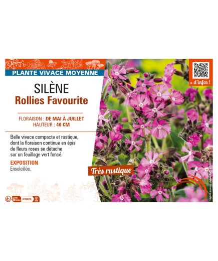 SILÈNE ROLLIES FAVOURITE