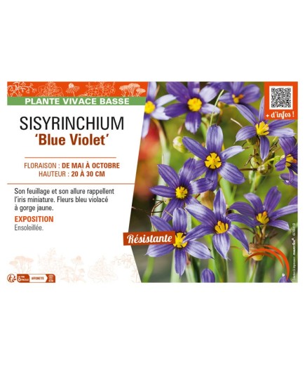 SISYRINCHIUM (bellum) Blue Violet