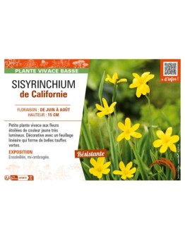 SISYRINCHIUM (californicum) de Californie
