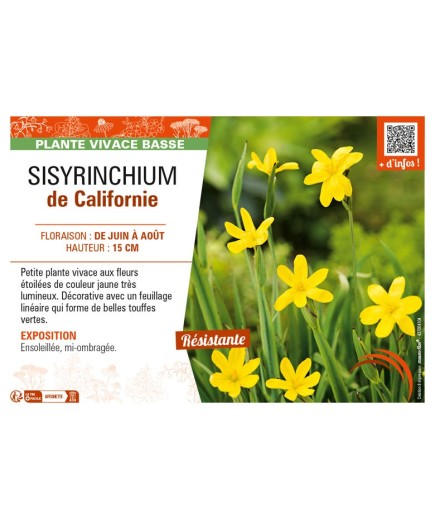 SISYRINCHIUM (californicum) de Californie
