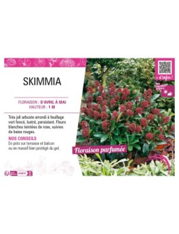 SKIMMIA