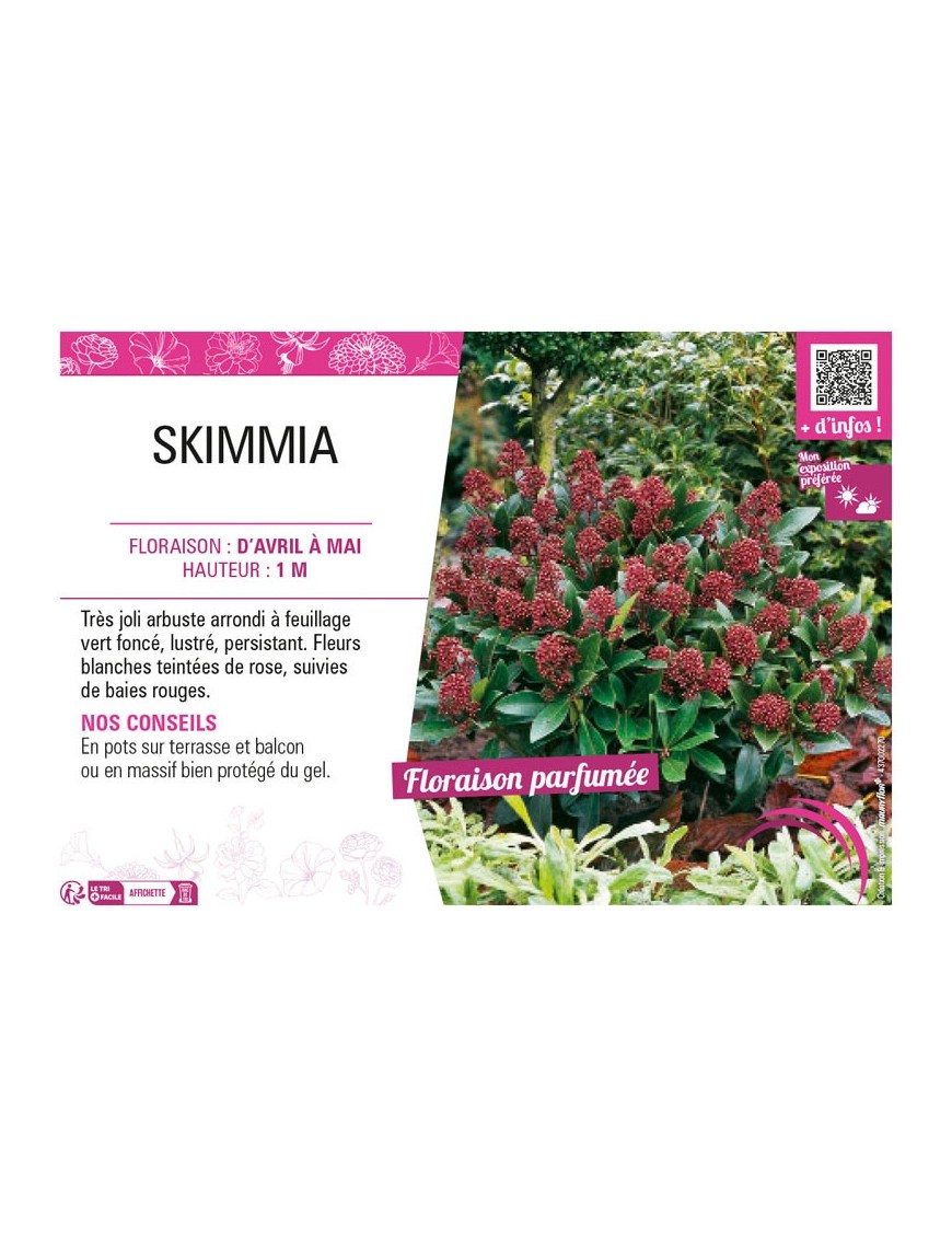 SKIMMIA