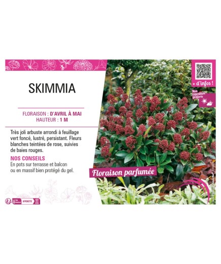 SKIMMIA