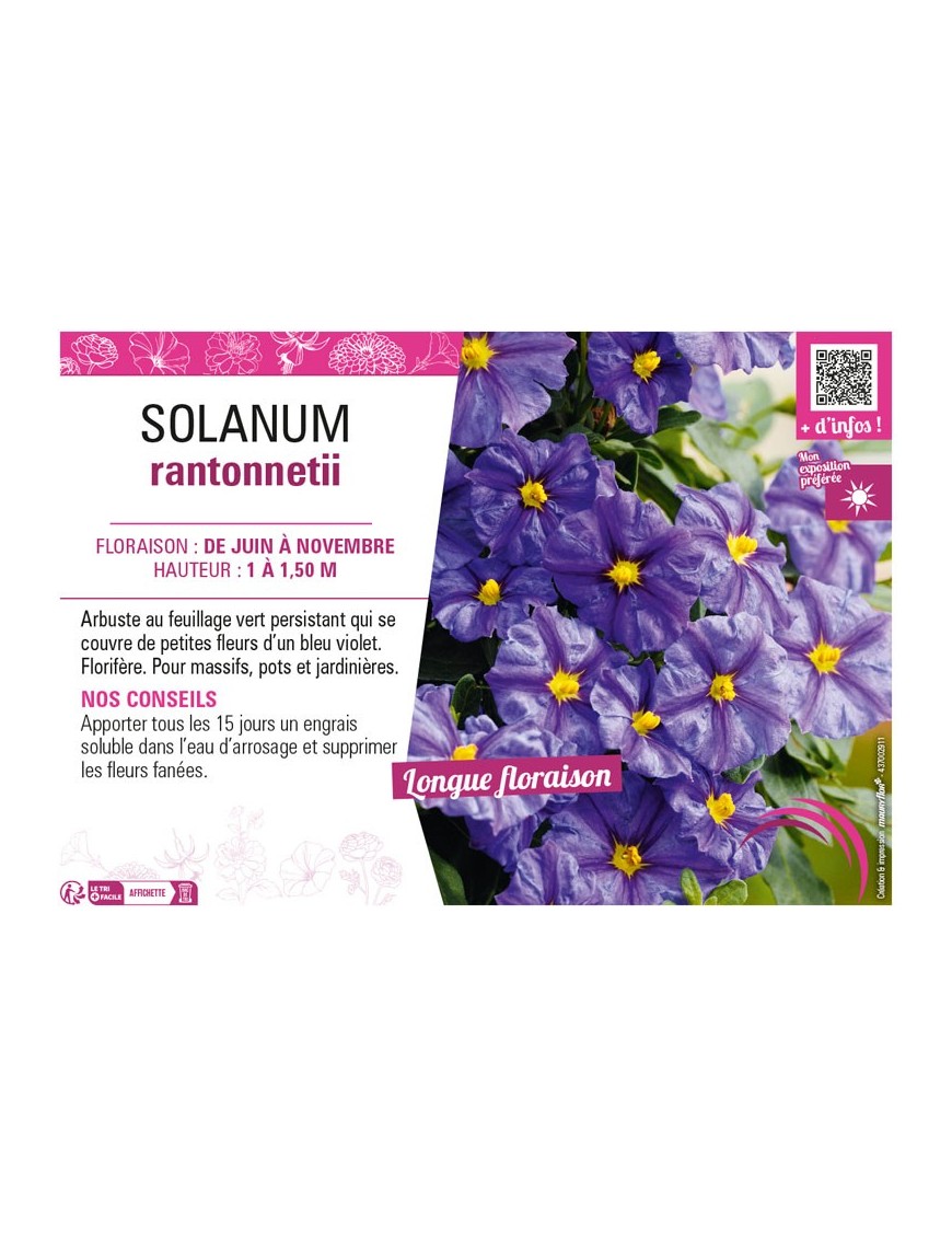 SOLANUM RANTONNETII
