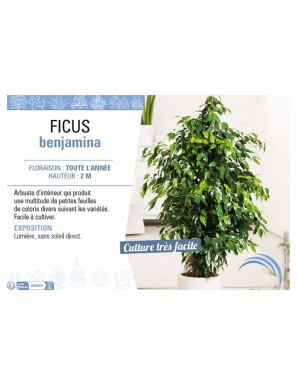 FICUS BENJAMINA