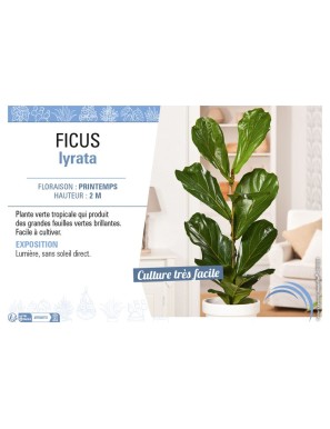 FICUS LYRATA