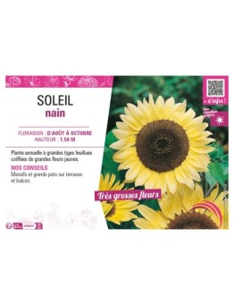 SOLEIL NAIN