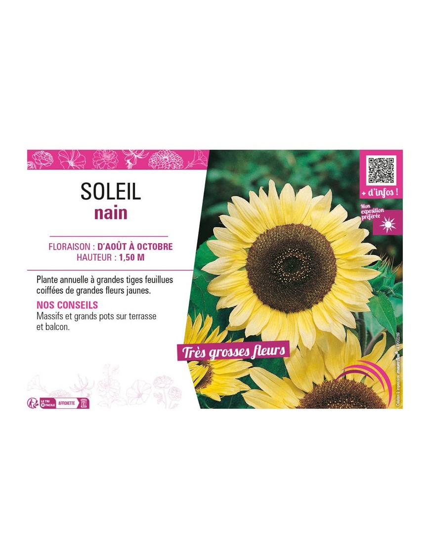 SOLEIL NAIN