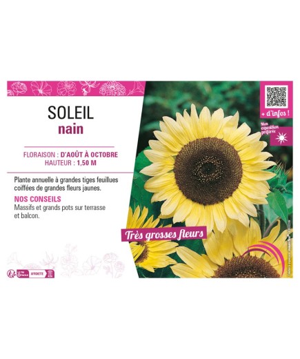 SOLEIL NAIN