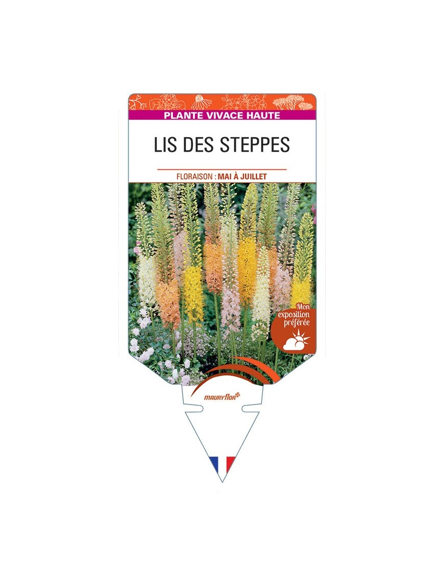 EREMURUS voir LIS DES STEPPES (varié)