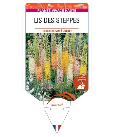 EREMURUS voir LIS DES STEPPES (varié)