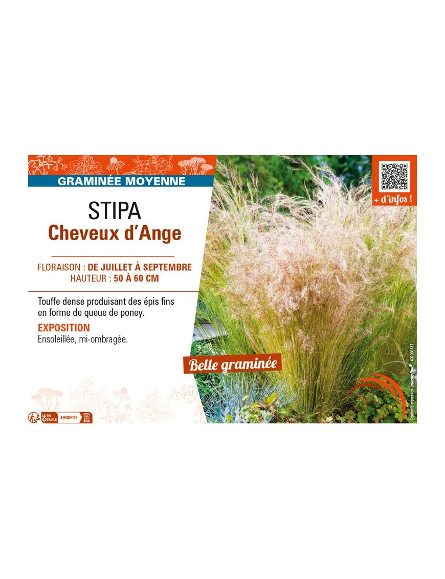 STIPA (TENUISSIMA) CHEVEUX D'ANGE
