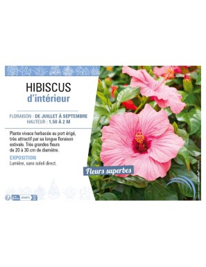 HIBISCUS D'INTÉRIEUR