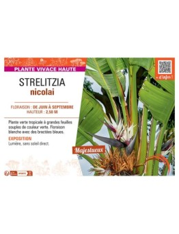 STRELITZIA NICOLAI