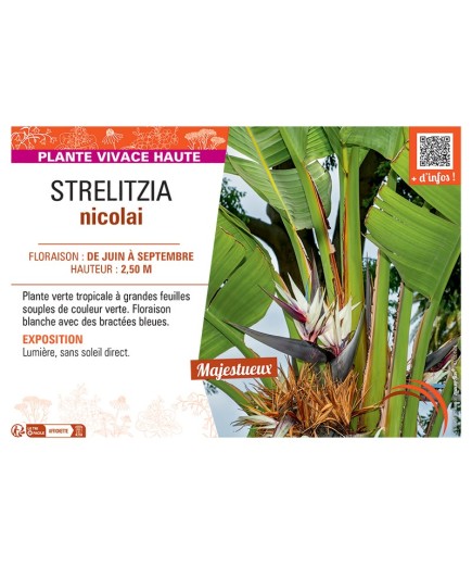 STRELITZIA NICOLAI