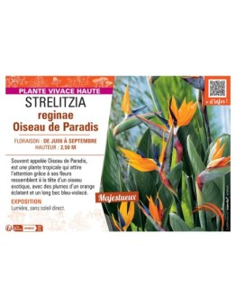 STRELITZIA REGINAE OISEAU DE PARADIS
