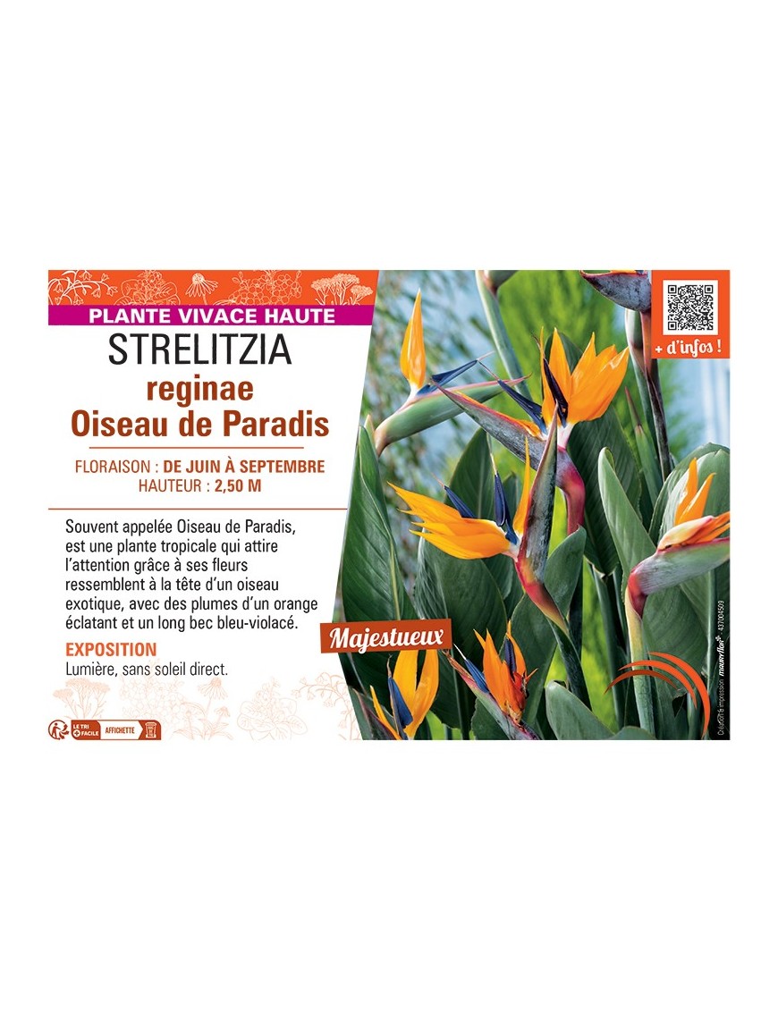STRELITZIA REGINAE OISEAU DE PARADIS