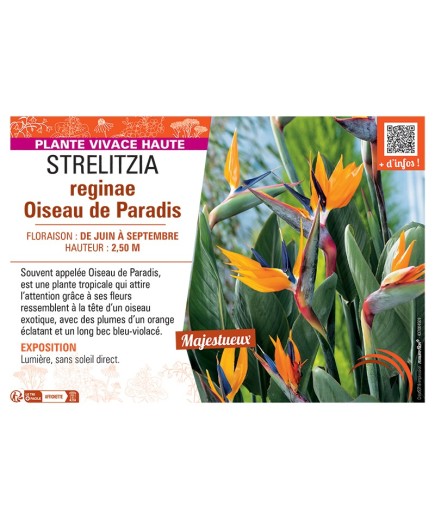 STRELITZIA REGINAE OISEAU DE PARADIS