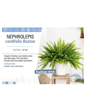 NEPHROLEPIS CORDIFOLIA BOSTON