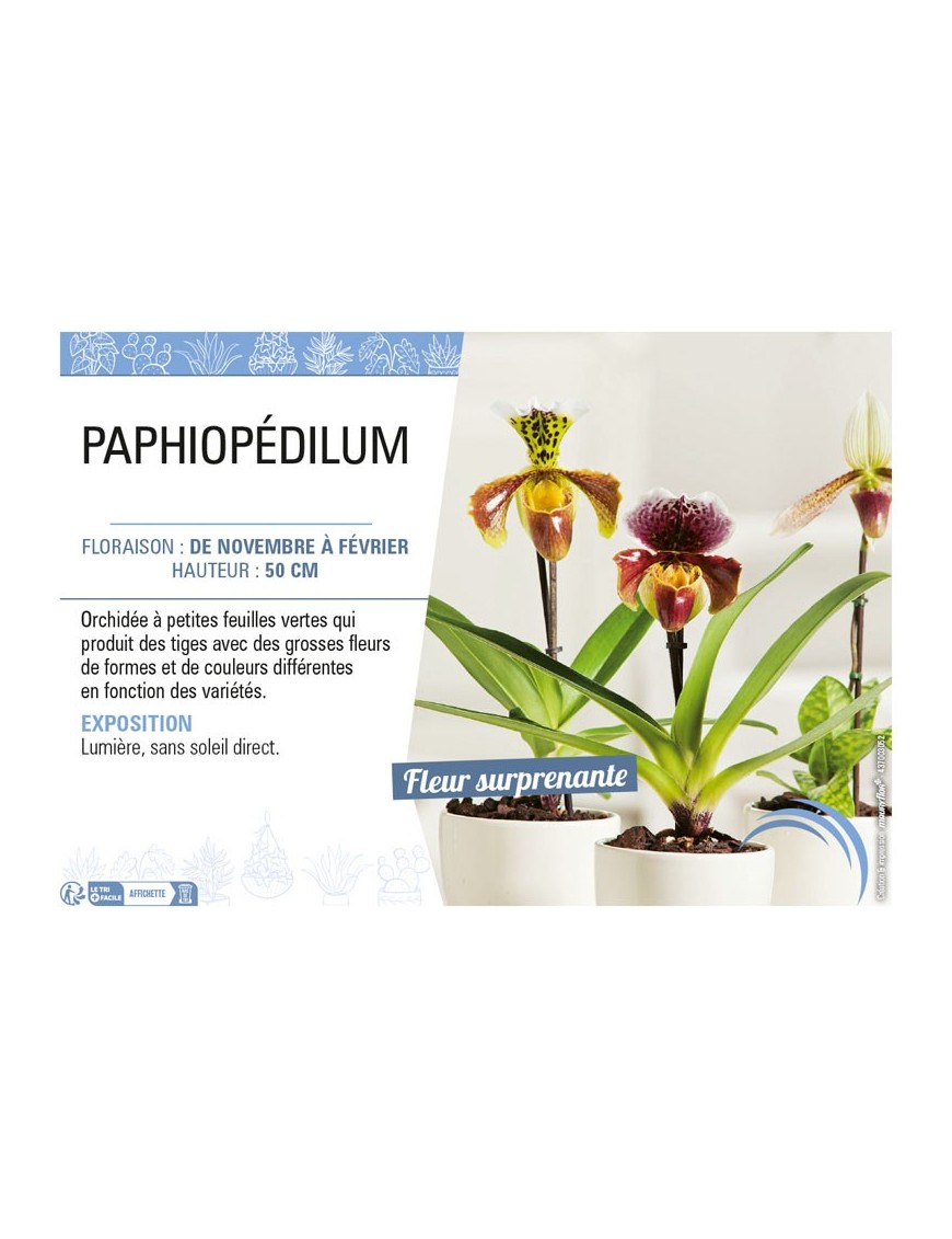 PAPHIOPÉDILUM