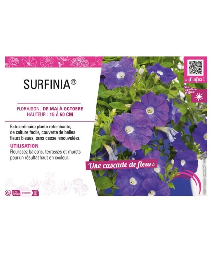 SURFINIA® (bleu)