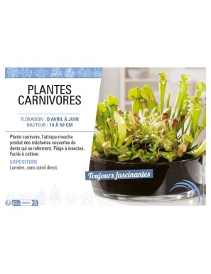 PLANTES CARNIVORES