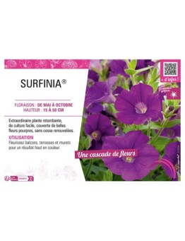 SURFINIA® (pourpre)