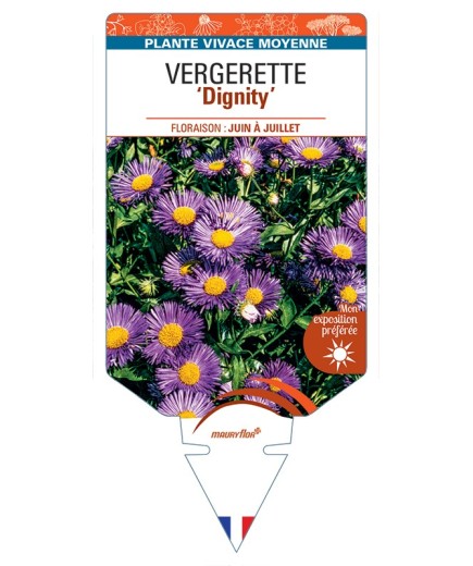 ERIGERON Dignity voir Vergerette