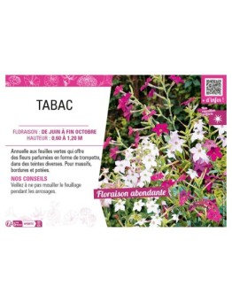 TABAC