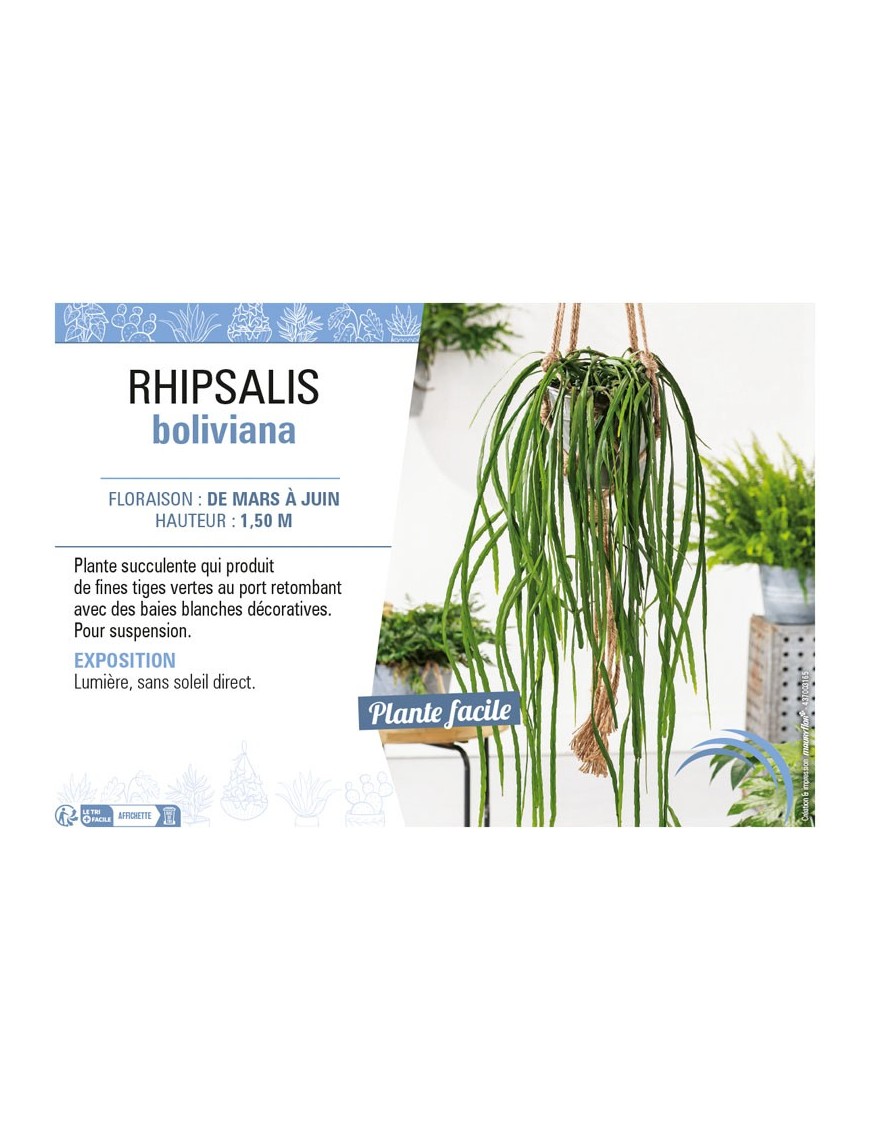 RHIPSALIS BOLIVIANA